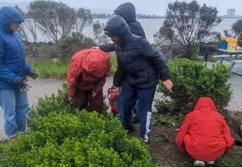 On Mar. 29, 24 energetic 7th graders from East Bay School for Boys removed invasive mustard and planted yarrow at Berkeley's Shorebird Park